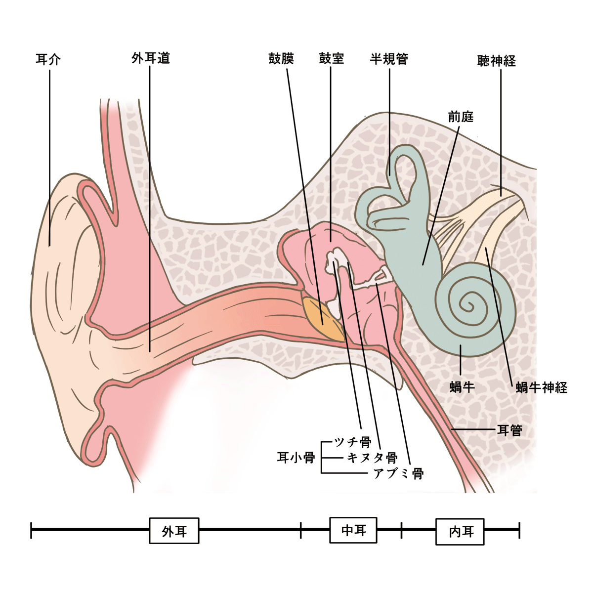 飲む と が 唾 を バリバリ 耳 耳の奥で変な音！唾を飲むと「バリバリ」寝る時に「ザーザー」…耳鼻科に行った診断結果は？